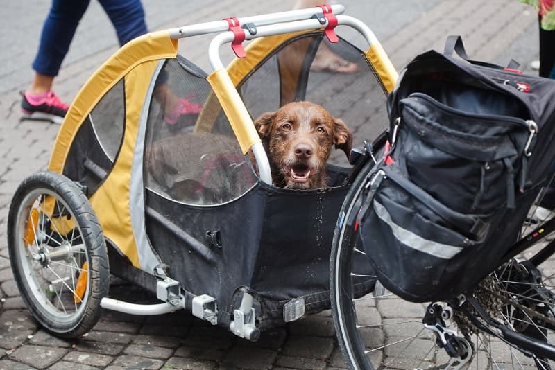 Fahrradanhänger für Hunde