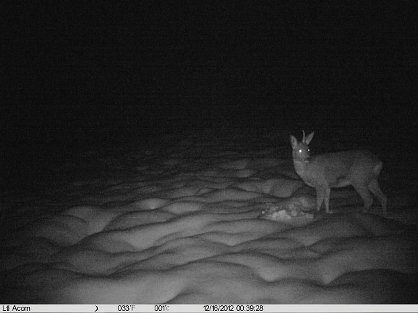 Nachtsicht-Wildkamera 16MP HD Infrarot Überwachungskamera Tag Nacht Fotofalle IR 